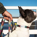 Recycled Material Adjustable Dog Collar